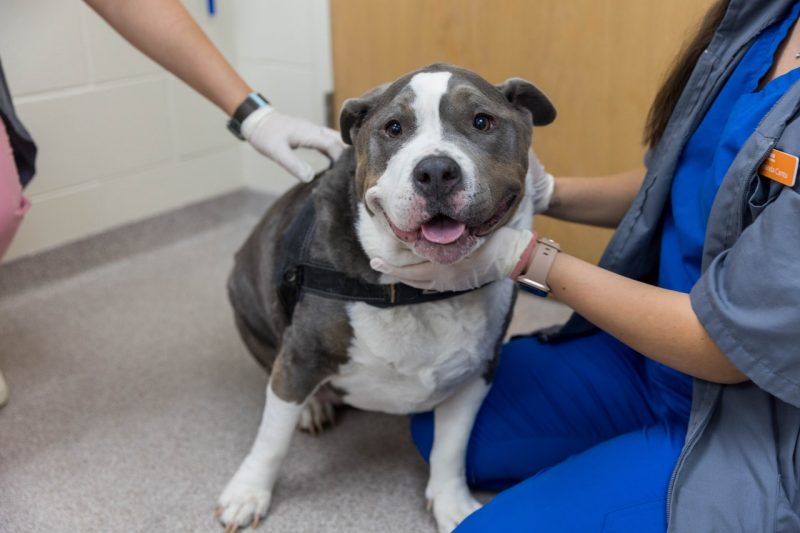 Gigi, a white and grey bulldog being examined in the Veterinary Teaching Hospital